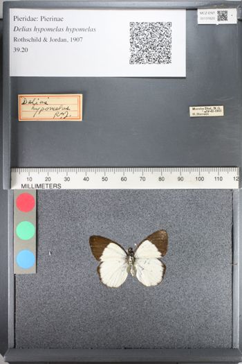 Media type: image;   Entomology 131620